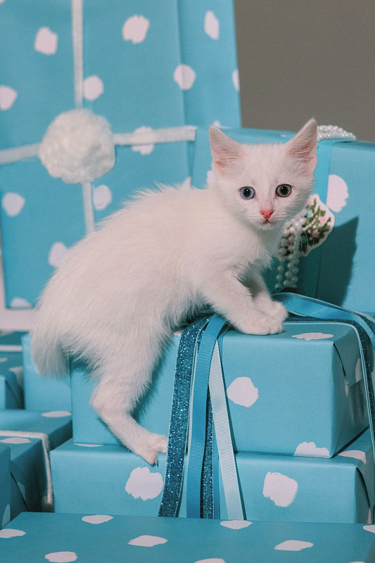  DressByStesha x Wrap me 'Бриллиантовая' 